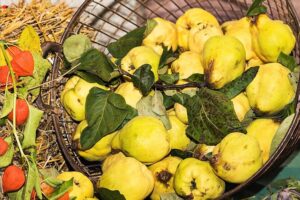 Read more about the article Die Quitte – Goldener Apfel der Jugend
